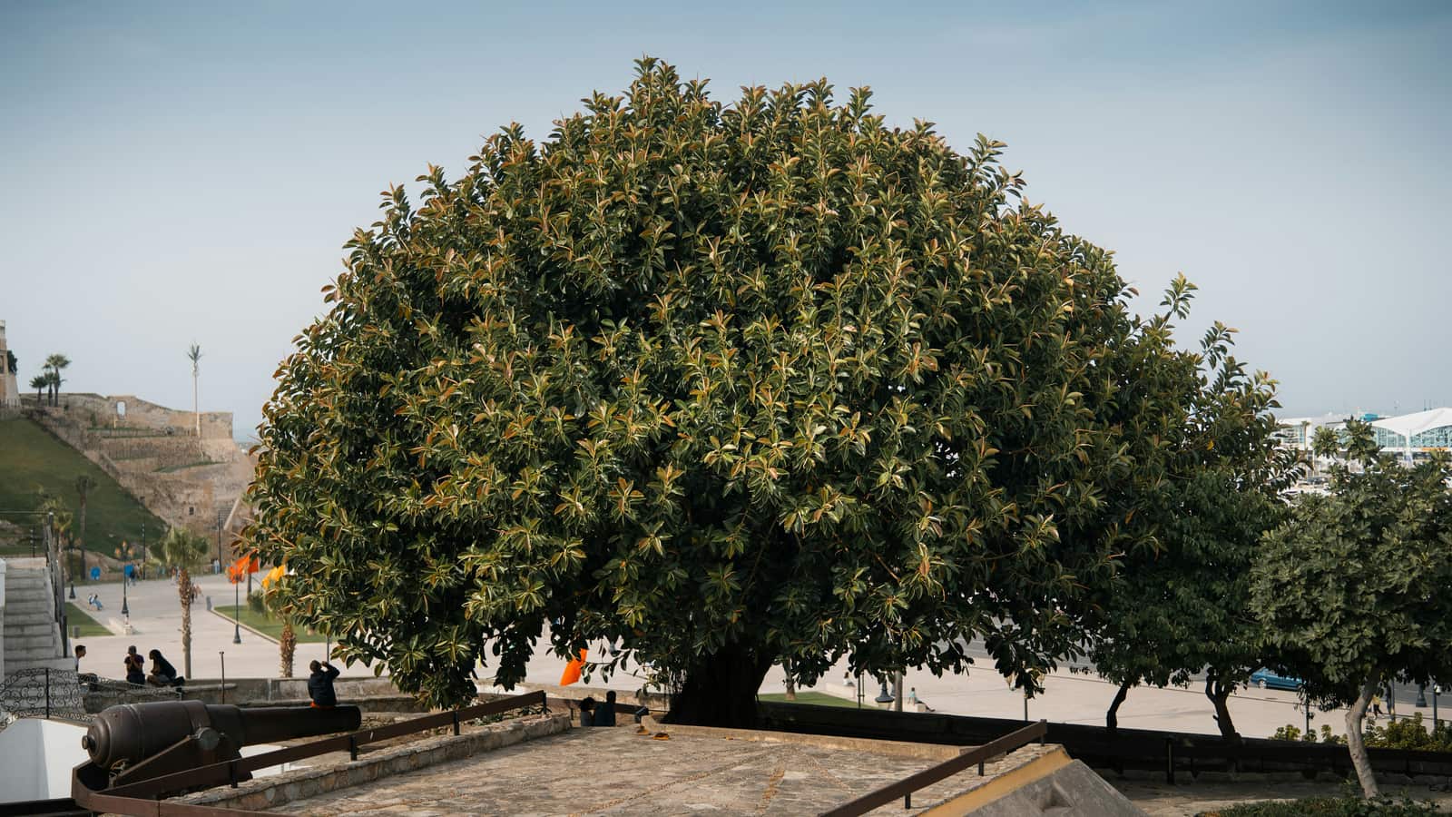 Comprehensive tree care services