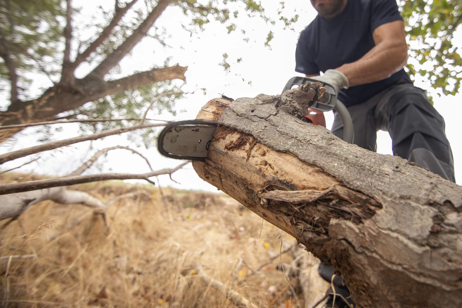 Tree removal by Hill Tree Service