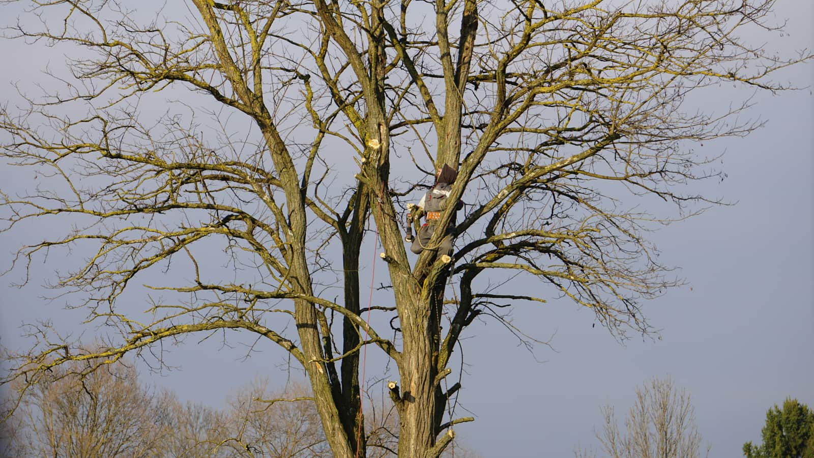 Professional tree trimming services